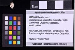 Foto (Objekt + Etiketten) von Cracensigillatus acutirostrus (Moericke, 1889) (NHMW-GEO-1990-0041-0466)